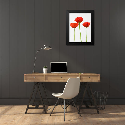 Three poppy flowers Black Modern Wood Framed Art Print by Frank, Assaf