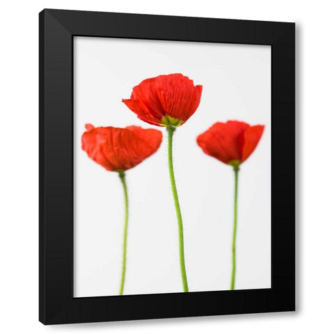 Three poppy flowers Black Modern Wood Framed Art Print by Frank, Assaf
