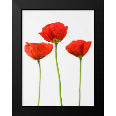 Three poppy flowers Black Modern Wood Framed Art Print by Frank, Assaf