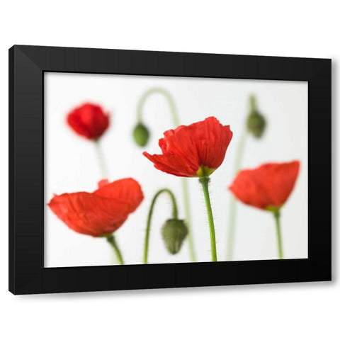 Poppy flowers and buds, close-up Black Modern Wood Framed Art Print by Frank, Assaf