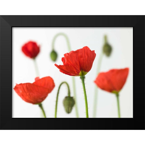 Poppy flowers and buds, close-up Black Modern Wood Framed Art Print by Frank, Assaf