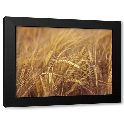 Wheat Field Black Modern Wood Framed Art Print with Double Matting by Frank, Assaf