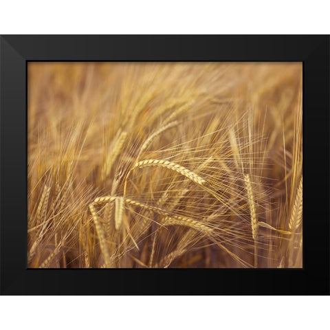Wheat Field Black Modern Wood Framed Art Print by Frank, Assaf