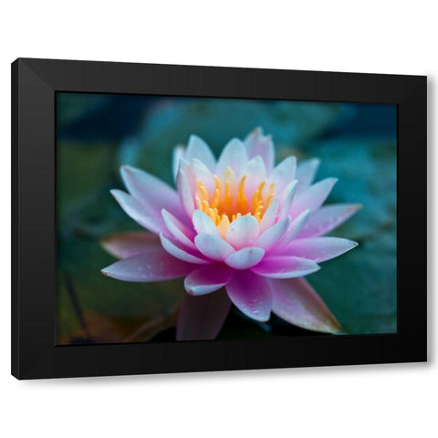 Water Lily close-up Black Modern Wood Framed Art Print by Frank, Assaf