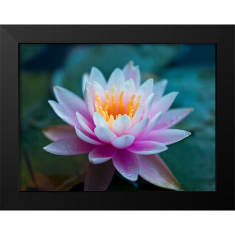 Water Lily close-up Black Modern Wood Framed Art Print by Frank, Assaf