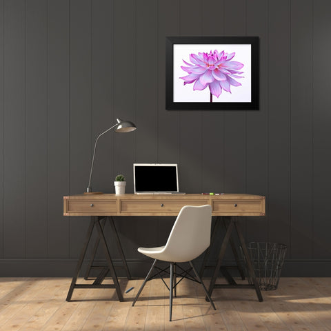 Dahlia Flower Black Modern Wood Framed Art Print by Frank, Assaf