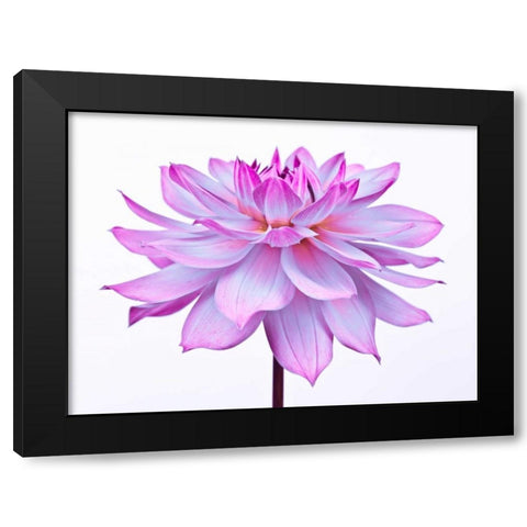 Dahlia Flower Black Modern Wood Framed Art Print by Frank, Assaf