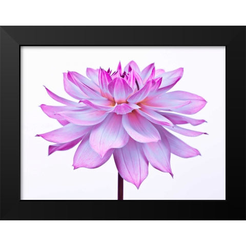 Dahlia Flower Black Modern Wood Framed Art Print by Frank, Assaf