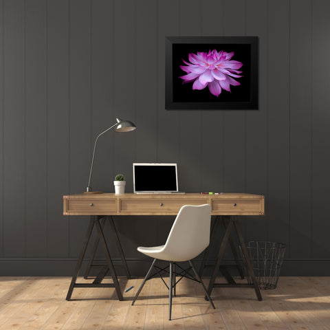 Dahlia Flower Black Modern Wood Framed Art Print by Frank, Assaf