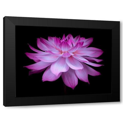 Dahlia Flower Black Modern Wood Framed Art Print by Frank, Assaf