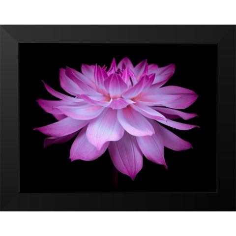 Dahlia Flower Black Modern Wood Framed Art Print by Frank, Assaf