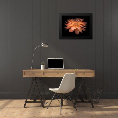 Dahlia Flower Black Modern Wood Framed Art Print by Frank, Assaf