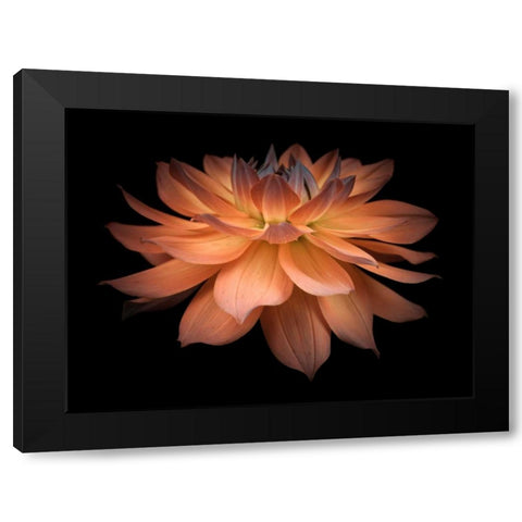 Dahlia Flower Black Modern Wood Framed Art Print by Frank, Assaf
