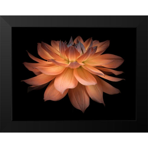 Dahlia Flower Black Modern Wood Framed Art Print by Frank, Assaf