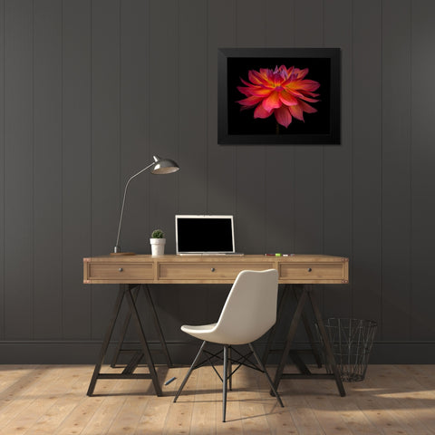 Dahlia Flower Black Modern Wood Framed Art Print by Frank, Assaf