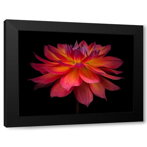 Dahlia Flower Black Modern Wood Framed Art Print by Frank, Assaf