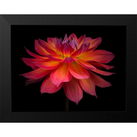 Dahlia Flower Black Modern Wood Framed Art Print by Frank, Assaf