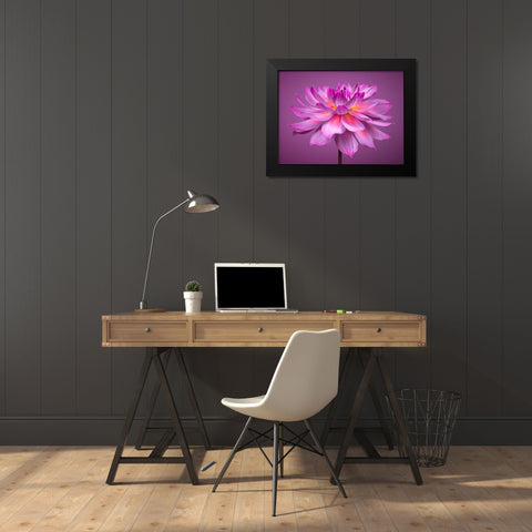 Dahlia Flower Black Modern Wood Framed Art Print by Frank, Assaf