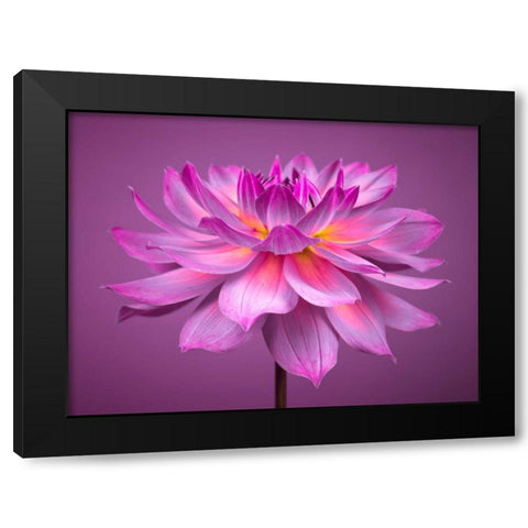 Dahlia Flower Black Modern Wood Framed Art Print by Frank, Assaf