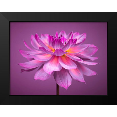 Dahlia Flower Black Modern Wood Framed Art Print by Frank, Assaf