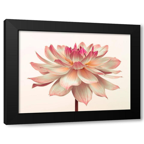 Dahlia Flower Black Modern Wood Framed Art Print by Frank, Assaf