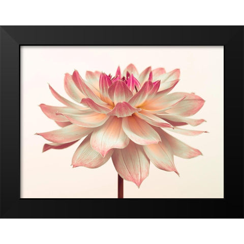 Dahlia Flower Black Modern Wood Framed Art Print by Frank, Assaf