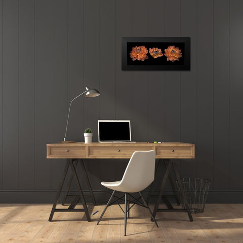 Three Dahlia flowers Black Modern Wood Framed Art Print by Frank, Assaf