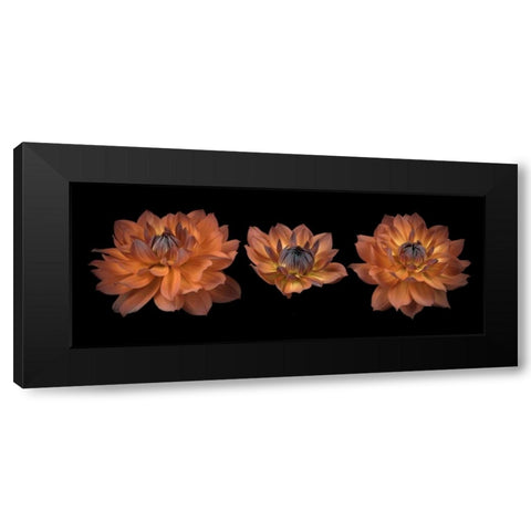 Three Dahlia flowers Black Modern Wood Framed Art Print by Frank, Assaf