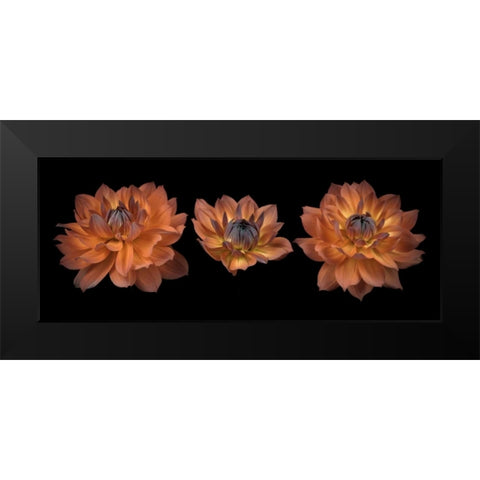 Three Dahlia flowers Black Modern Wood Framed Art Print by Frank, Assaf