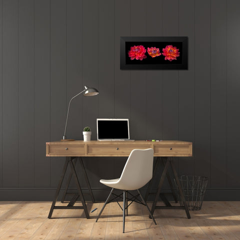 Three Dahlia flowers Black Modern Wood Framed Art Print by Frank, Assaf