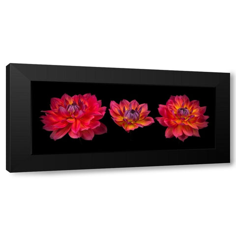 Three Dahlia flowers Black Modern Wood Framed Art Print by Frank, Assaf