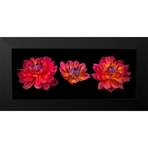 Three Dahlia flowers Black Modern Wood Framed Art Print by Frank, Assaf