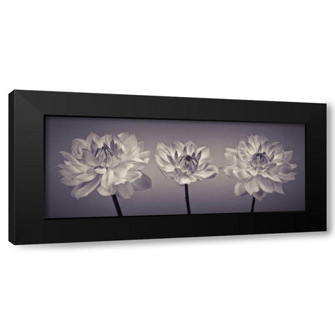 Three Dahlia flowers Black Modern Wood Framed Art Print by Frank, Assaf