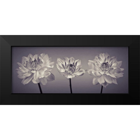 Three Dahlia flowers Black Modern Wood Framed Art Print by Frank, Assaf