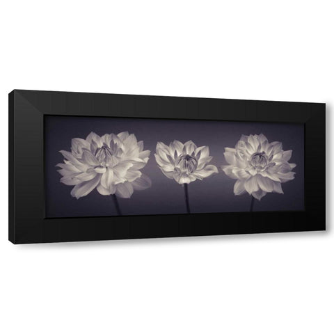 Three Dahlia flowers Black Modern Wood Framed Art Print by Frank, Assaf