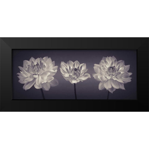 Three Dahlia flowers Black Modern Wood Framed Art Print by Frank, Assaf