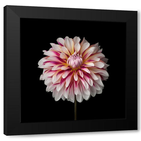 Dahlia Flower Black Modern Wood Framed Art Print by Frank, Assaf