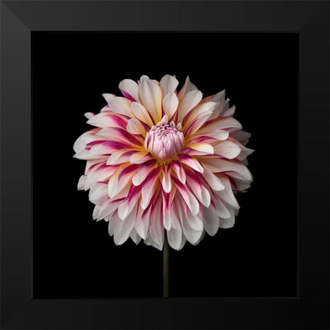 Dahlia Flower Black Modern Wood Framed Art Print by Frank, Assaf