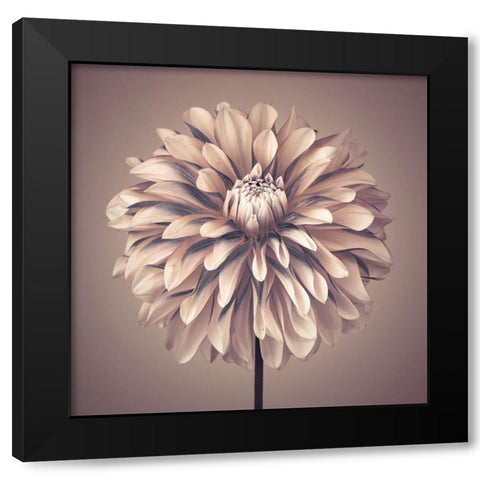 Dahlia Flower Black Modern Wood Framed Art Print with Double Matting by Frank, Assaf