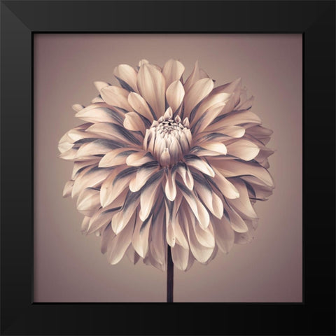Dahlia Flower Black Modern Wood Framed Art Print by Frank, Assaf