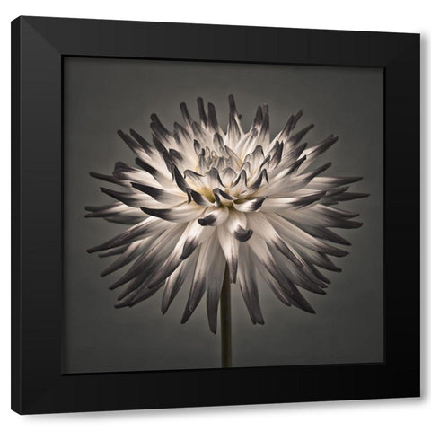 Dahlia Flower Black Modern Wood Framed Art Print by Frank, Assaf