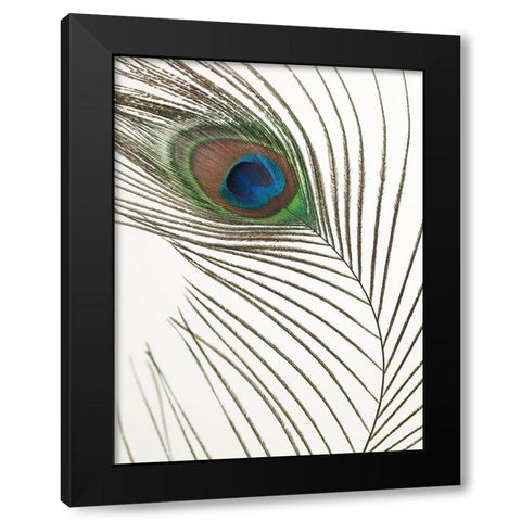 Peacock feather Black Modern Wood Framed Art Print by Frank, Assaf