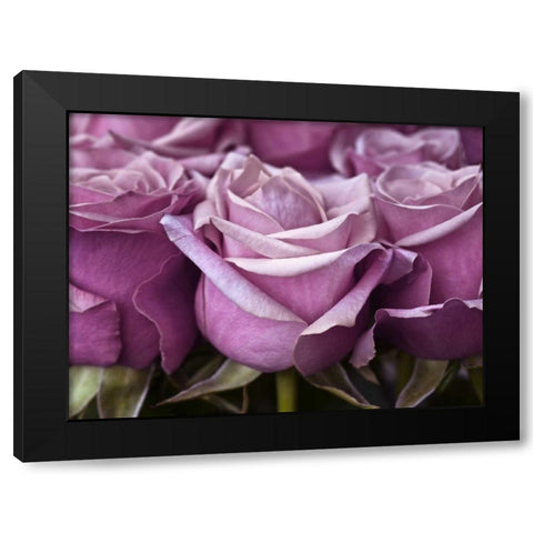 Bunch of roses, close-up Black Modern Wood Framed Art Print by Frank, Assaf