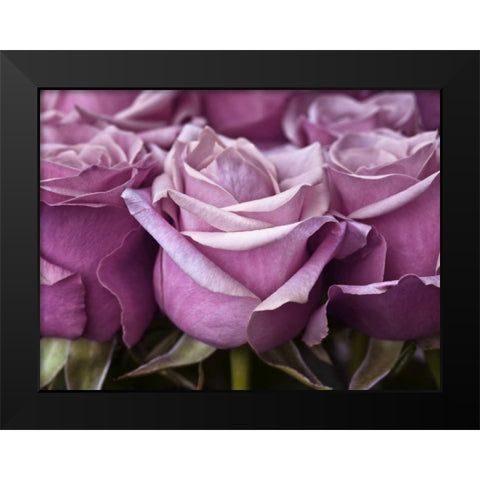 Bunch of roses, close-up Black Modern Wood Framed Art Print by Frank, Assaf