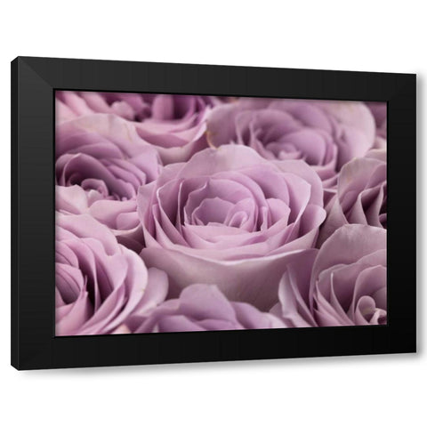 Roses full frame Black Modern Wood Framed Art Print with Double Matting by Frank, Assaf