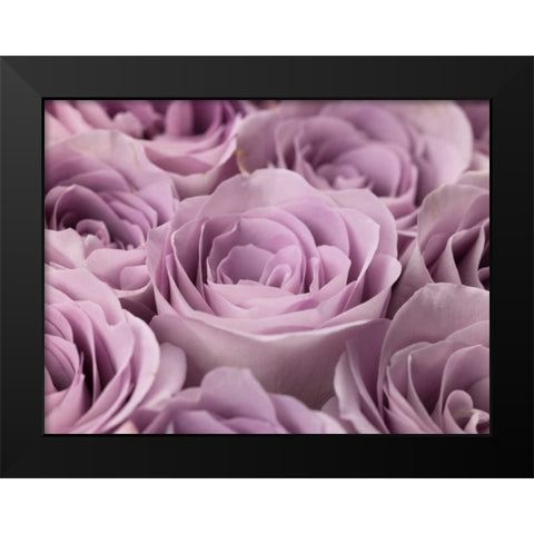 Roses full frame Black Modern Wood Framed Art Print by Frank, Assaf