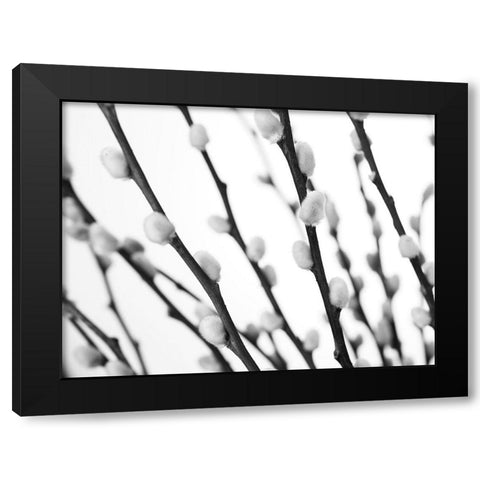 Pussy willow Black Modern Wood Framed Art Print by Frank, Assaf