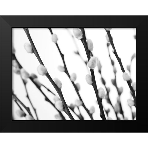 Pussy willow Black Modern Wood Framed Art Print by Frank, Assaf