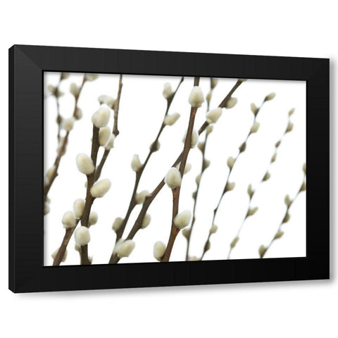 Pussy willow Black Modern Wood Framed Art Print by Frank, Assaf