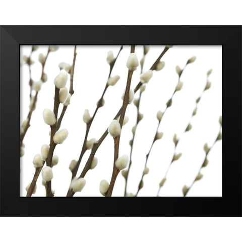 Pussy willow Black Modern Wood Framed Art Print by Frank, Assaf
